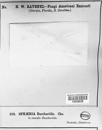 Sphaeria baccharidis image